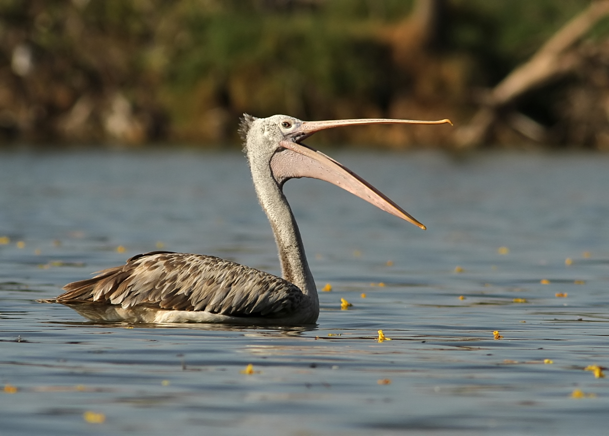 Spot Billed Pelican Meaning In Urdu